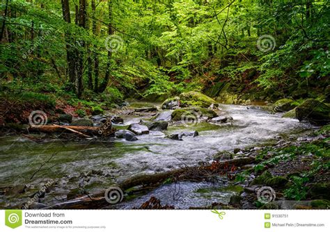 Rapid Stream In Green Forest Stock Image Image Of Landscape