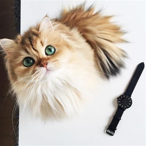 Meet Smoothie The Most Photogenic Cat In The World Pictolic