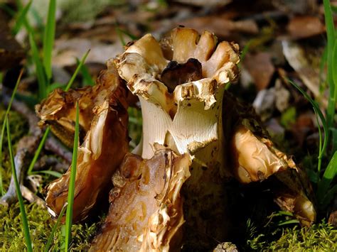 Free Picture Mushroom Fungus Nature Macro Leaf Grass Organism