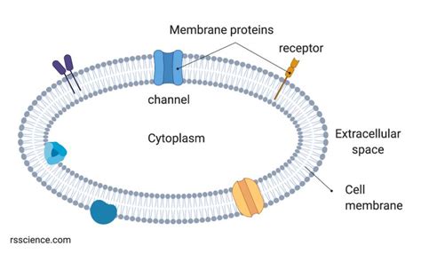 Cell Membrane Definition Structure Function And Biology