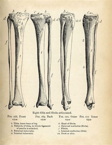This includes the foot, thigh and even the hip or gluteal region. Vintage Anatomy Clip Art - Bones & Skull - Halloween - The ...