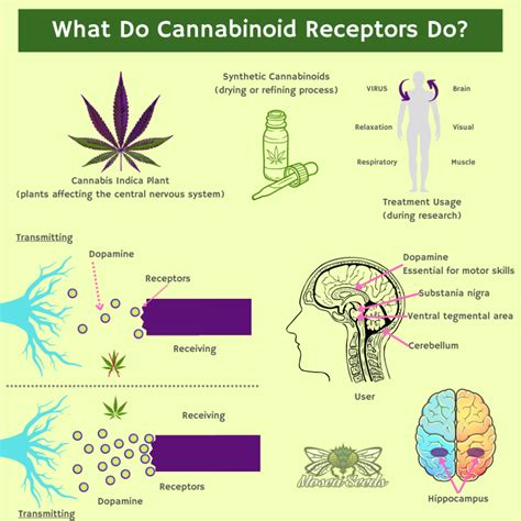 what do cannabinoid receptors do infographic mosca seeds