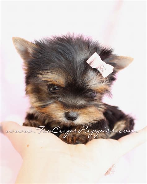 They are on their method to the vets. Teacup Puppies Wallpaper - WallpaperSafari