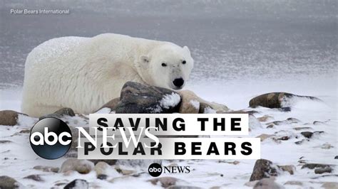 Polar Bear Population Shrinks As Climate Concerns Grow Youtube