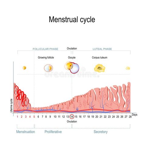 Cycle Menstruel Illustration De Vecteur Illustration Du Hormone 97190720