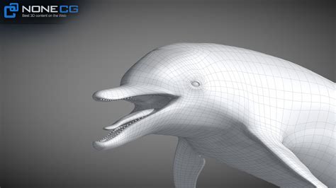 3d Animated Bottlenose Dolphin Download And Buy 3d Profestionnal