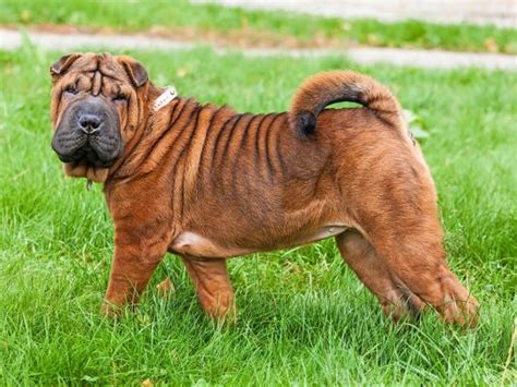 Shar Pei Dogs And Puppies For Adoption And Rehome In The Uk