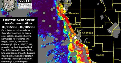 High Concentrations Of Red Tide Found Offshore Pinellas News