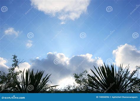 Green Leaf Silhouette On Cloud Sky Sun Ray Stock Photo Image Of Fresh