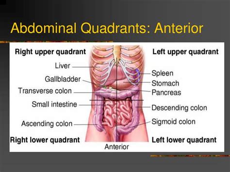 The human abdomen is divided into quadrants and regions by anatomists and physicians for the purposes of study, diagnosis, and treatment. PPT - ABDOMINAL ASSESSMENT PowerPoint Presentation - ID ...