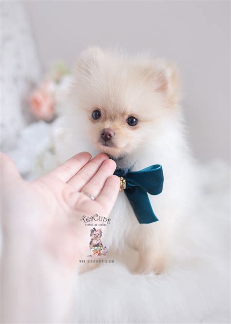 Super Cute Pom Puppy Teacups Puppies And Boutique