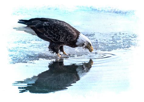 Bald Eagle Catches A Fish At Waters Edge Photograph By Patti Deters