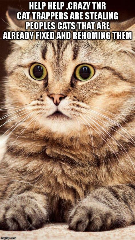 Shocked Cat Meme  Iweky