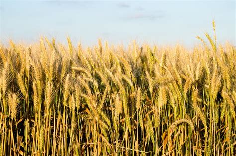 Late Spring Wheat Field Stock Image Image Of Crops Farm 93711263