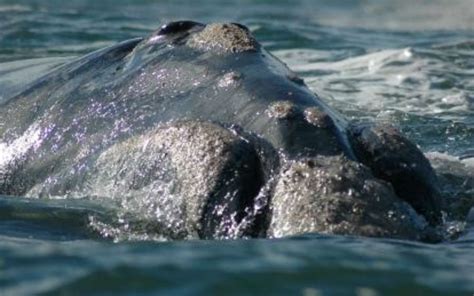 Southern Right Whale Climatewatch Australia Citizen Science App