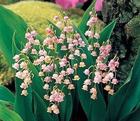 Buy Market Rare Feng Die Pink Lily Of The Valley Convallaria May