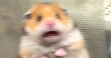 Scared Hamster Meme Where Did It Actually Come From And Is It Real