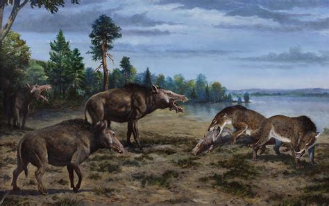 Entelodons Intimidating Hyaenodon By Petr Modlitba Prehistoric