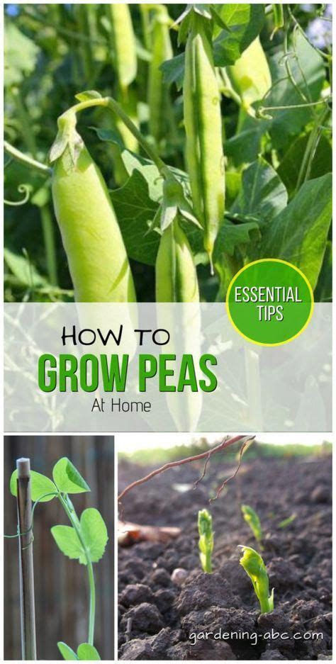 How To Grow Peas At Home A Simple Pea Growing Guide In 2020 Growing