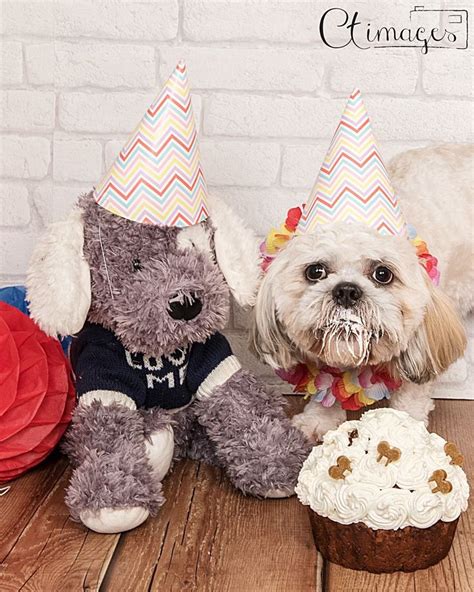 Pin By Ct Images On Dog Cake Smash Dog Birthday Dog Birthday Cake