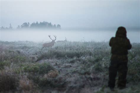 Foggy Morning Hunter Holding A Rifle And Aiming Red Deer Prey I Stock