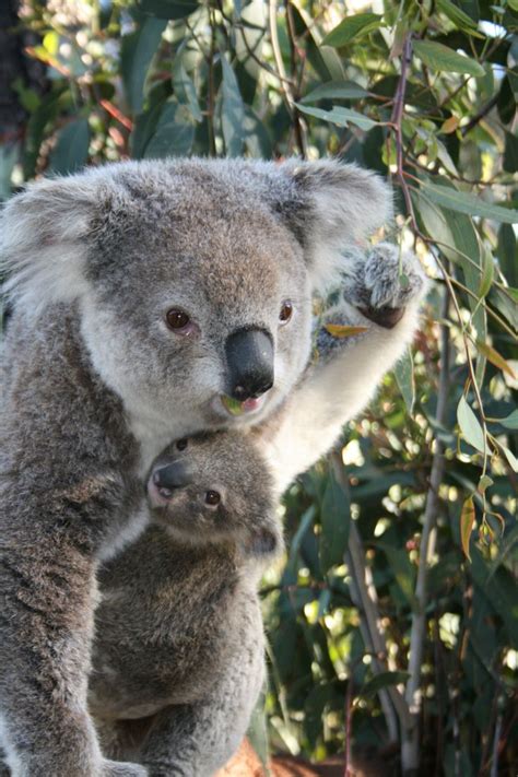 Taronga Zoos New Koala Joey Peeks Out From Moms Pocket Koala