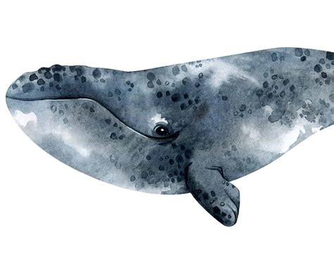The North Pacific Right Whales Endangered Status Is Under Review