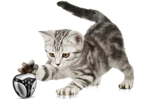 Collar cameras and other gadgets. Getting a Cats-Eye View: The 5 Best Cat Collar Cameras ...