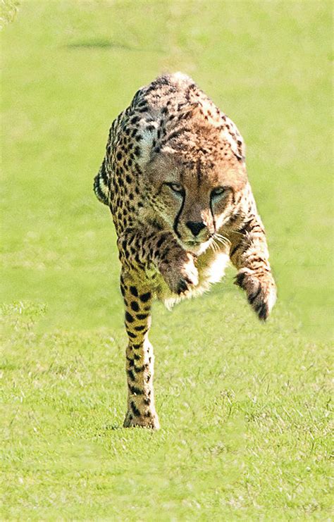 Cheetah Running Toward You With His Paws Stretched In Front Photograph