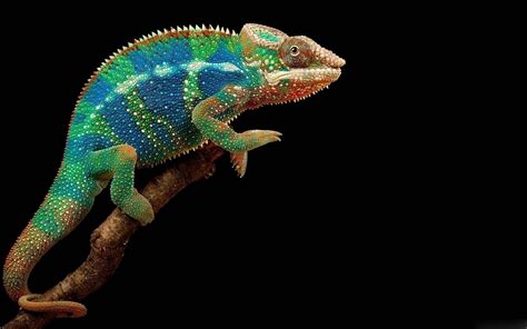 Panther Chameleon Wallpapers Hd Download