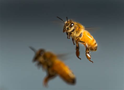 Flying Bees • Marko Dimitrijevic Photography