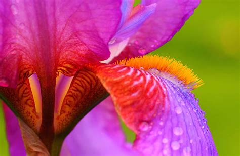 Royalty Free Iris Flower Pictures Images And Stock Photos Istock