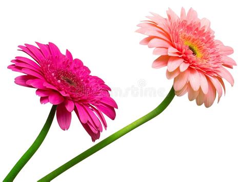Two Gerbera Flowers Stock Photo Image Of Flora Background 233653972
