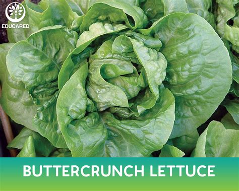 Buttercrunch Lettuce Organic Seeds Vegetable Seeds Gmo Free Etsy
