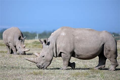 Endangered Species Newly Created Northern White Rhino Embryo Could