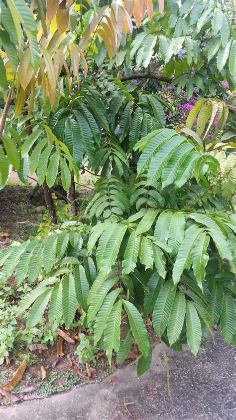 We did not find results for: Warisan Petani: Pokok Longan Brazil