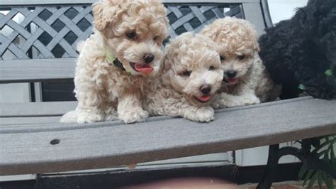 45 Bichon Poodle Mix Puppies For Sale Georgia L2sanpiero