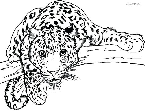 Clouded leopard standing on tree. Animal Jam Coloring Pages Best Of Snow Leopard Coloring ...