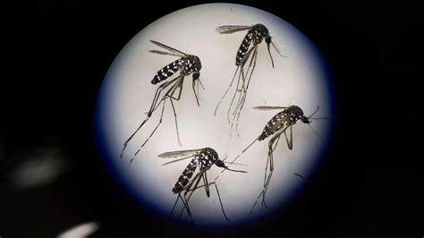 Second Type Of Mosquito That Carries Zika Virus Discovered In Mission