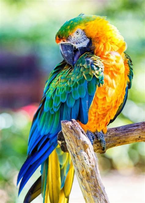 Beautiful Macaw Animals Pet Birds Macaw Parrot