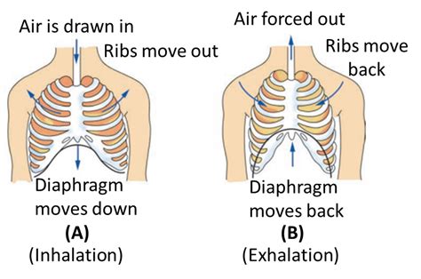 Ncert Class Vii Science Solutions Chapter 10 Respiration In Organisms