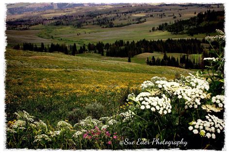 Flowers by sue worcester park. Spring wildflower beauty, Yellowstone National park-photo ...