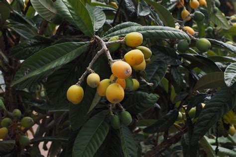 How To Grow Care For And Harvest From A Loquat Tree Happysprout