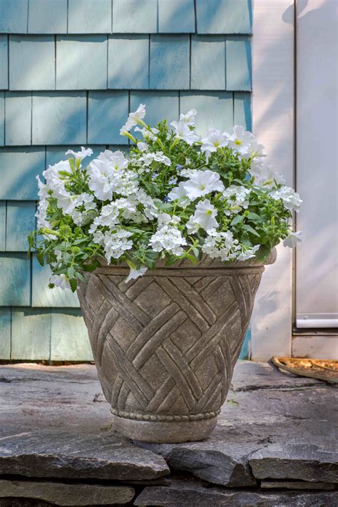 Want To Upgrade Your Southern Living Plant Collection Ready To Impress