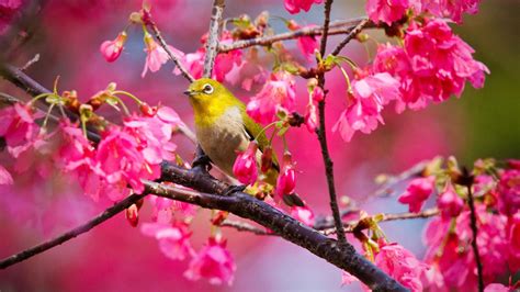 Green Bird Is On Tree Branch With Pink Flowers Background Hd Animals