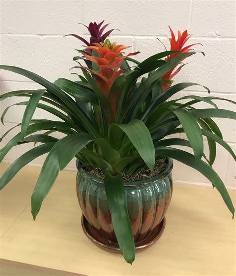 Types Of Indoor Tropical Plants F