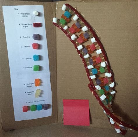 Dna Model Using Candy Homeschool Science Science Education Science