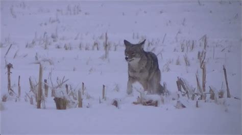 Hunting Ontario Coyotes Kill Shots Youtube