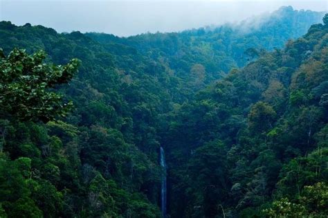 Mengenal 5 Jenis Jenis Hutan Di Indonesia Yang Wajib Dilestarikan