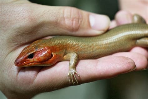 Male Broad Headed Skink Nevada And Ouachita Counties Arka Flickr
